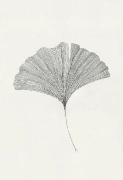 The Poster Club Frois, Ana: »Ginkgo Leaf«